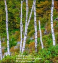 Birch "Sticks"-204702